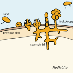 Illustration av kräftpest.