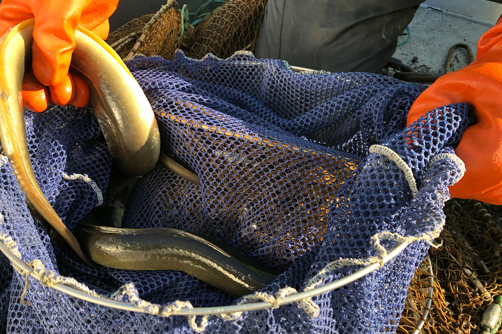 Vissa yrkesfiskare, som har särskilt ålfisketillstånd från HaV, är undantagna från fiskeförbudet. Foto: HaV