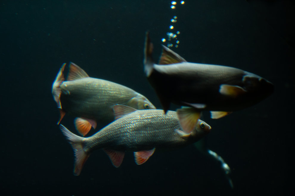 Asp (Aspius aspius) är en karpfisk som är ovanlig i svenska sjöar och vattendrag. Fiskevårdande åtgärder har stabiliserat beståndet under de senaste åren. Foto: Natalie Greppi