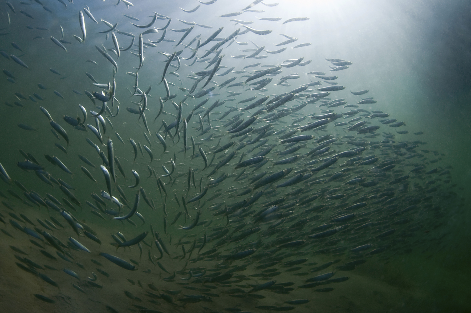 I Bottenviken finns, enligt ICES, gott om strömming. Men fiskarna är små, stora individer blir allt sällsyntare. Foto: Tobias Dahlin/Azote