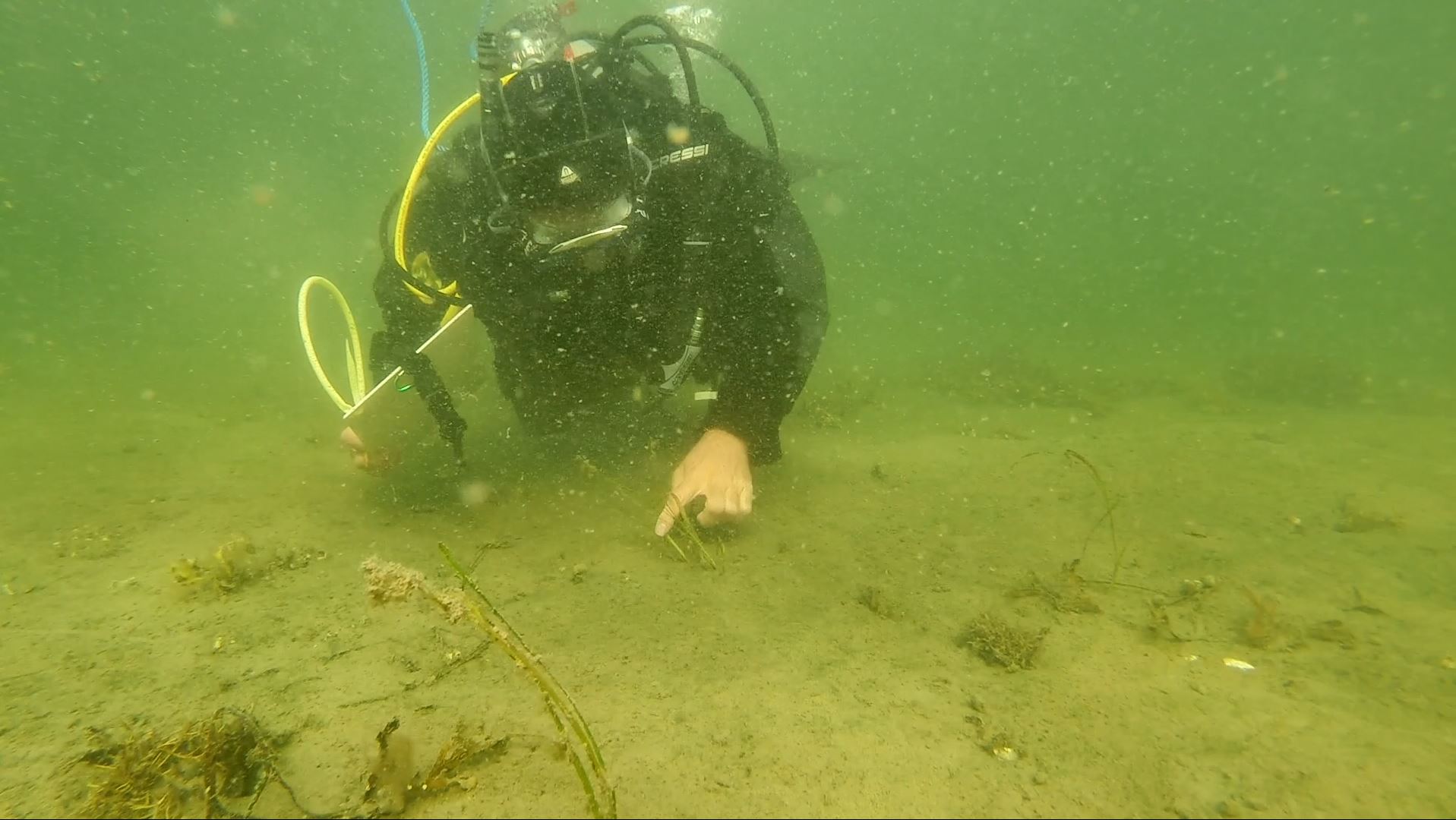 Undervattensbild. Dykare planterar ålgräs i sand.