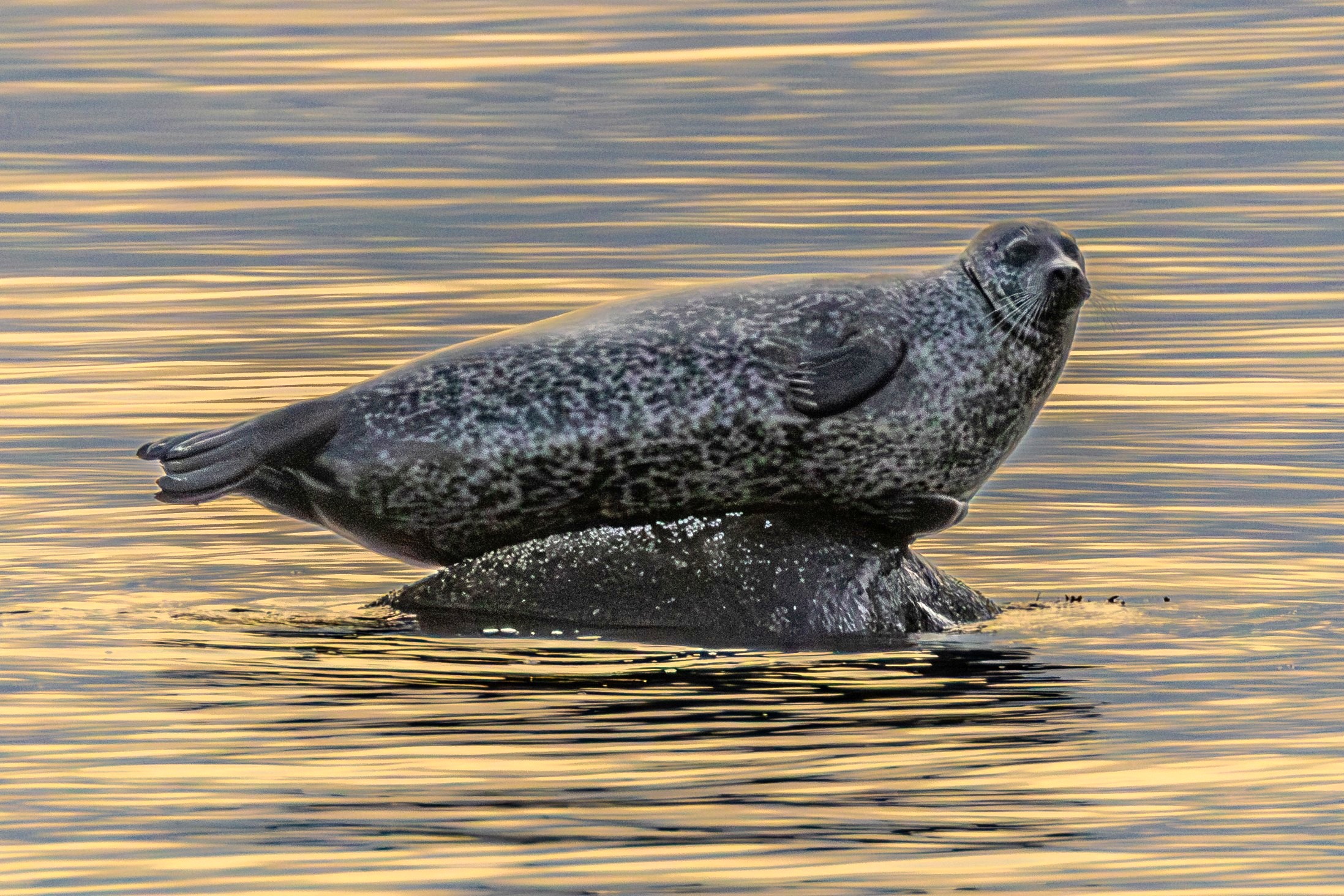 Knuppsäl på skär omgiven av hav