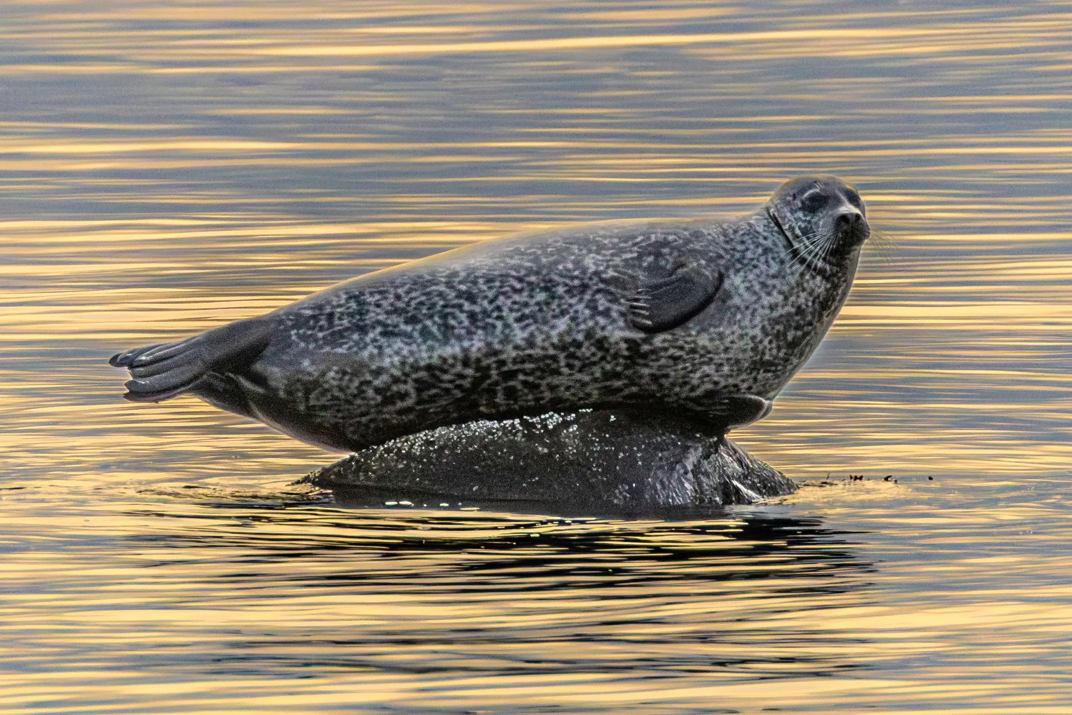 Knuppsäl på skär omgiven av hav
