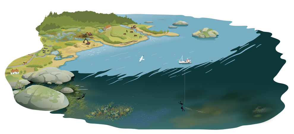 Havs- och vattenmyndigheten är en av fem myndigheter som tillsammans tagit fram förslag på plan till naturrestaureringsförordningen. Syftet med förordningen är att nå EU:s mål om biologisk mångfald samt att bromsa klimatförändringarna.