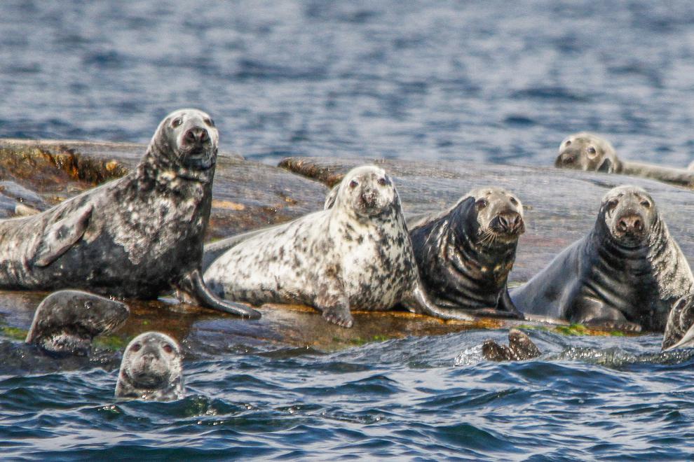 Ett gäng gråsälar på klipporna