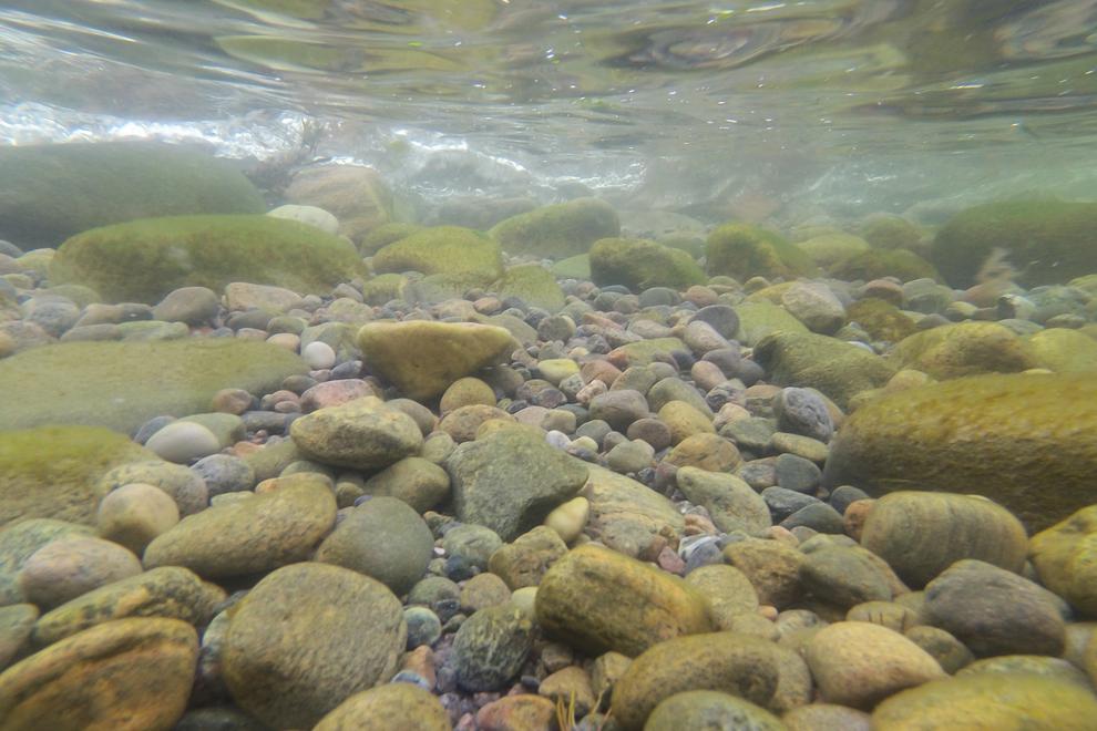 Undervattensbild på stenig botten. Vissa stenar har algväxt.