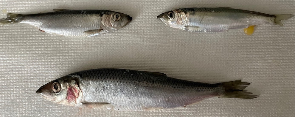 Tre sillar ligger på en vit yta