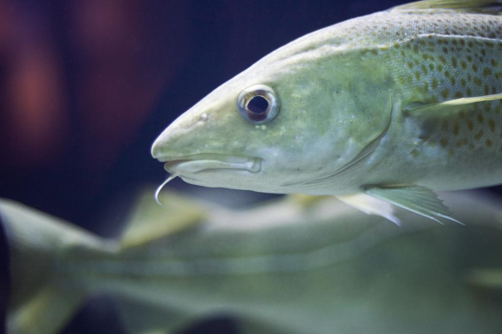 två torskar i ett akvarium