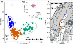 karta som visar vårlekande sill i Östersjön