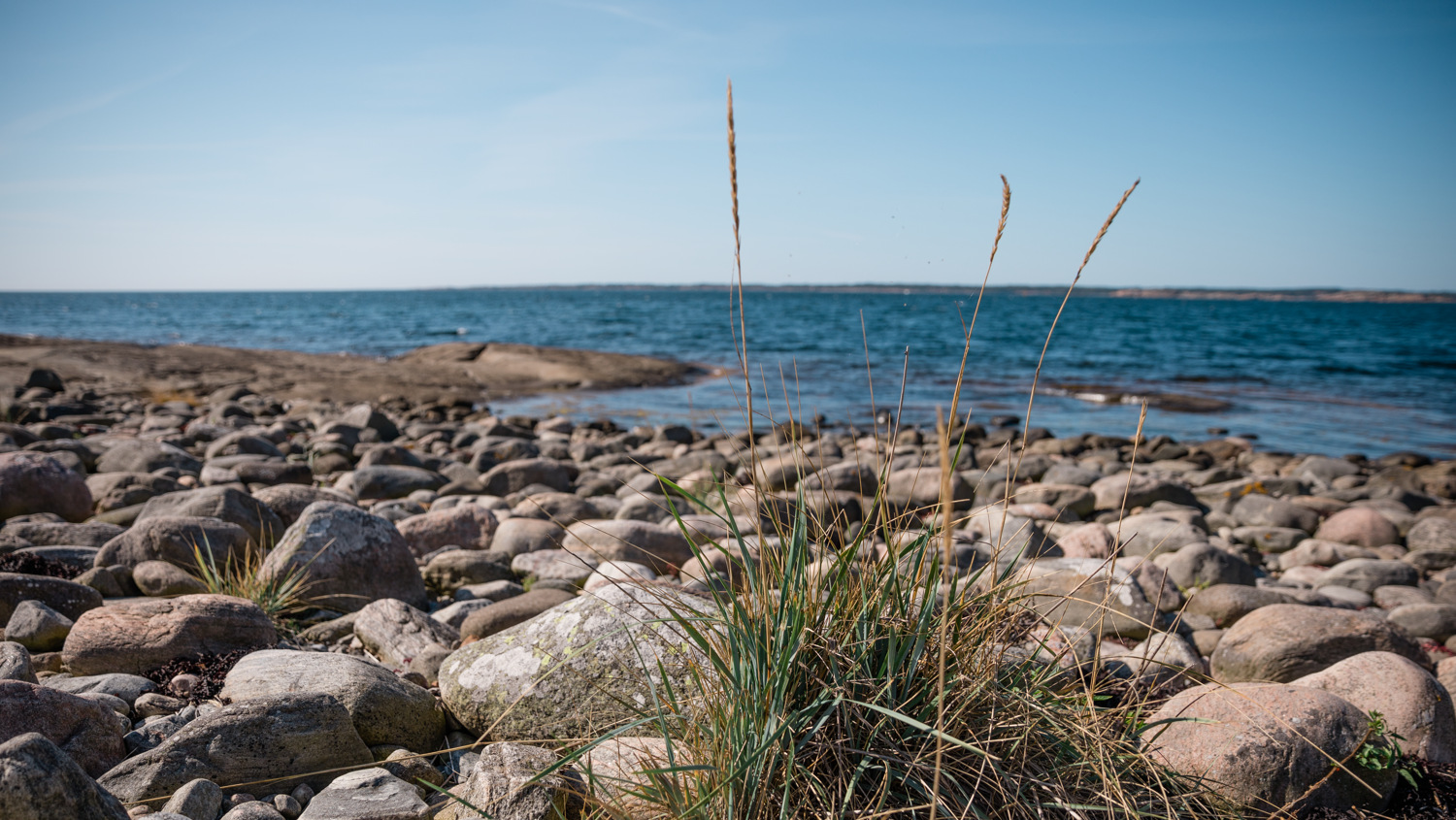 Grästuva på stenstrand som gränsar till ett blått hav. Himlen är ljust blå och solljuset är varmt.