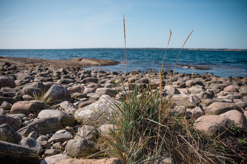 Grästuva på stenstrand som gränsar till ett blått hav. Himlen är ljust blå och solljuset är varmt.