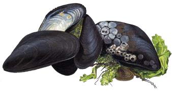 Blåmussla. Illustration.