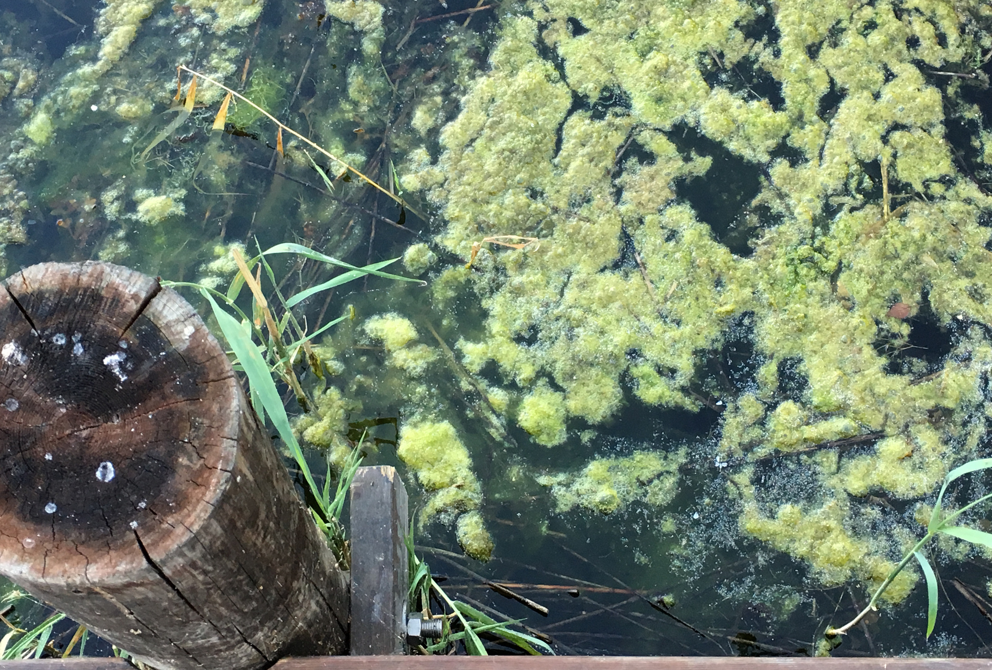 Övergödningen, som skapar algblomning och syrefria döda bottnar, är ett av Östersjöns största miljöproblem. Foto: Monica Forsell/HaV