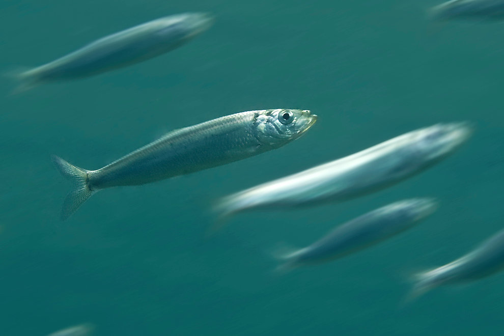 Sill kallas strömming när den fångas norr om Kalmarsund. Foto: Tobias Dahlin