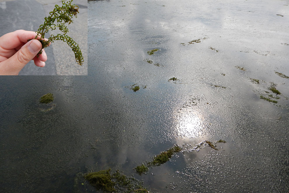 smal vattenpest i sjö med infälld närbild