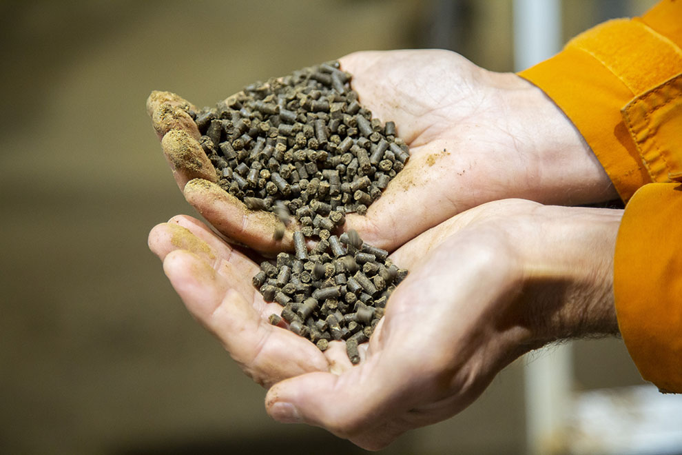 Nypressad pellets bestående av sediment mixat med benmjöl i händer