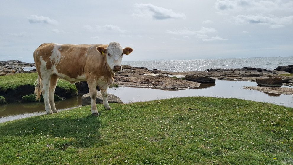 Ko vid havet