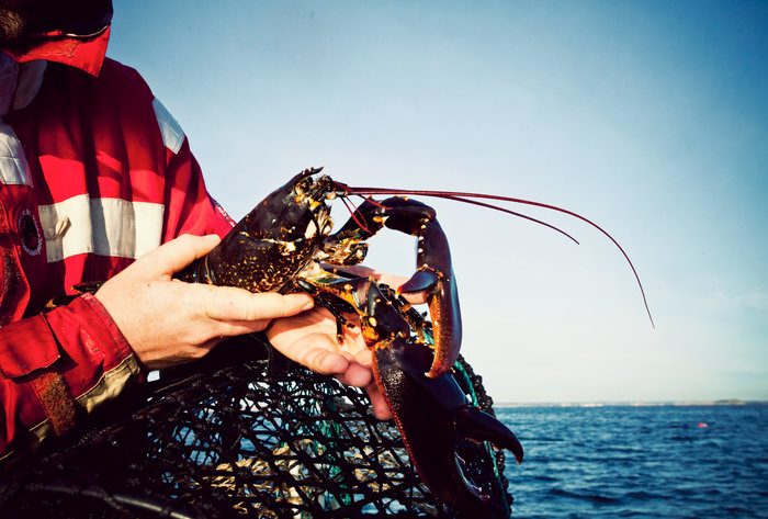 När man fiskar efter hummer får man bara använda hummertina. Får man hummer i något annat redskap ska den genast släppas tillbaka i havet. Foto: Maja Kristin Nylander