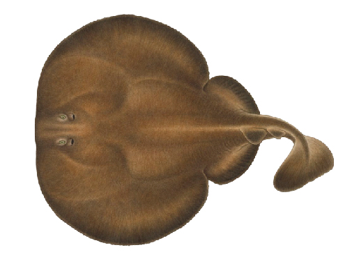Darrocka. Illustration.