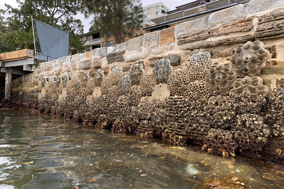 Konstgjorda strukturerer på kaj för att öka biologisk mångfald