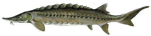 Atlantisk stör.