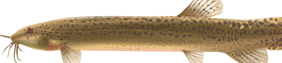 Illustration av väderål