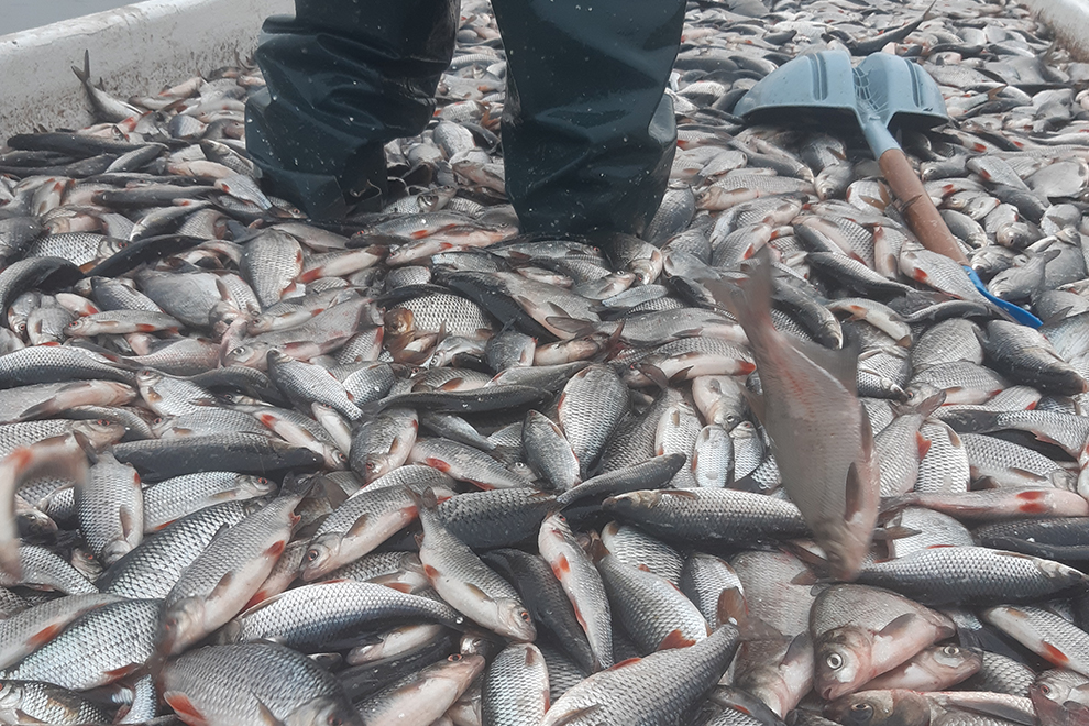 Fiskare i bår, till bredden fylld med fisk