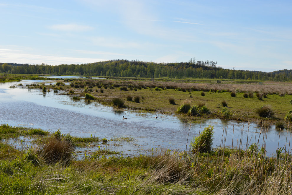 Våtmark