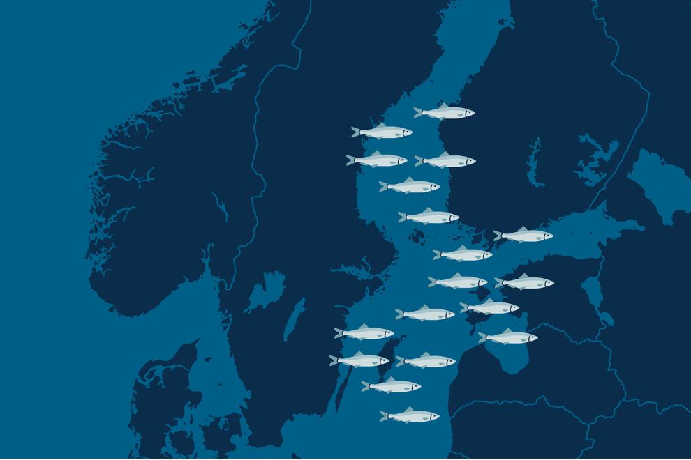 Illustration av fiskar som simmar i Östersjön.