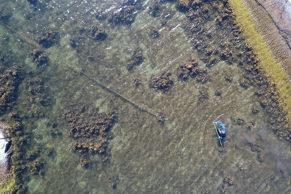 Drönarbild på ålfiske