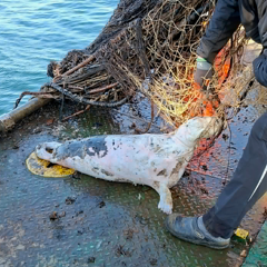 Dead seal.