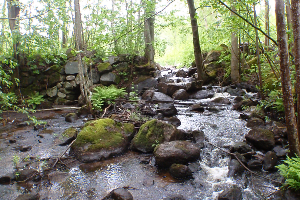 En bäck som rinner genom en grönskande skog.