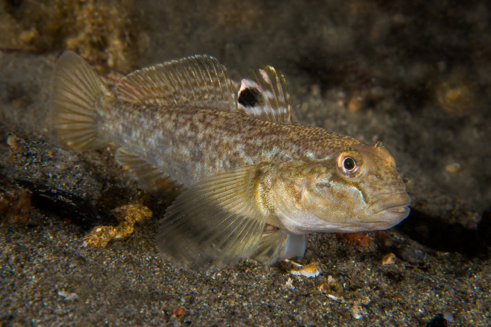 Svartmunnad smörbult; en tålig fisk som klarar att leva i både sött och salt vatten, och kan bli en konkurrent till andra bottenlevande fiskar. Foto: Anders Salesjö/HaV