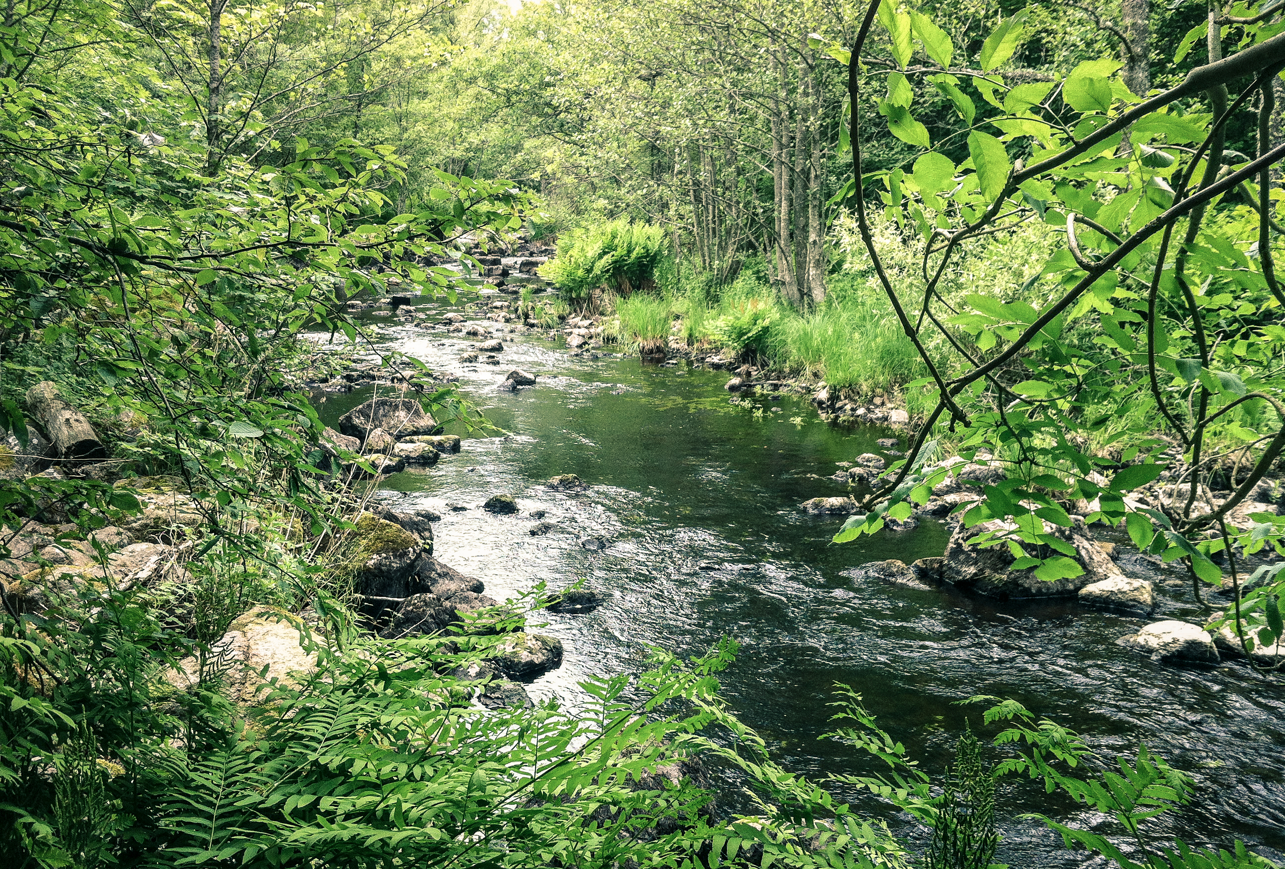 Alsterån i Kalmar län är en naturfåra i Natura 2000-området Alsterån. Natura 2000 är ett nätverk av EU:s mest skyddsvärda naturområden. Foto: Niklas Egriell
