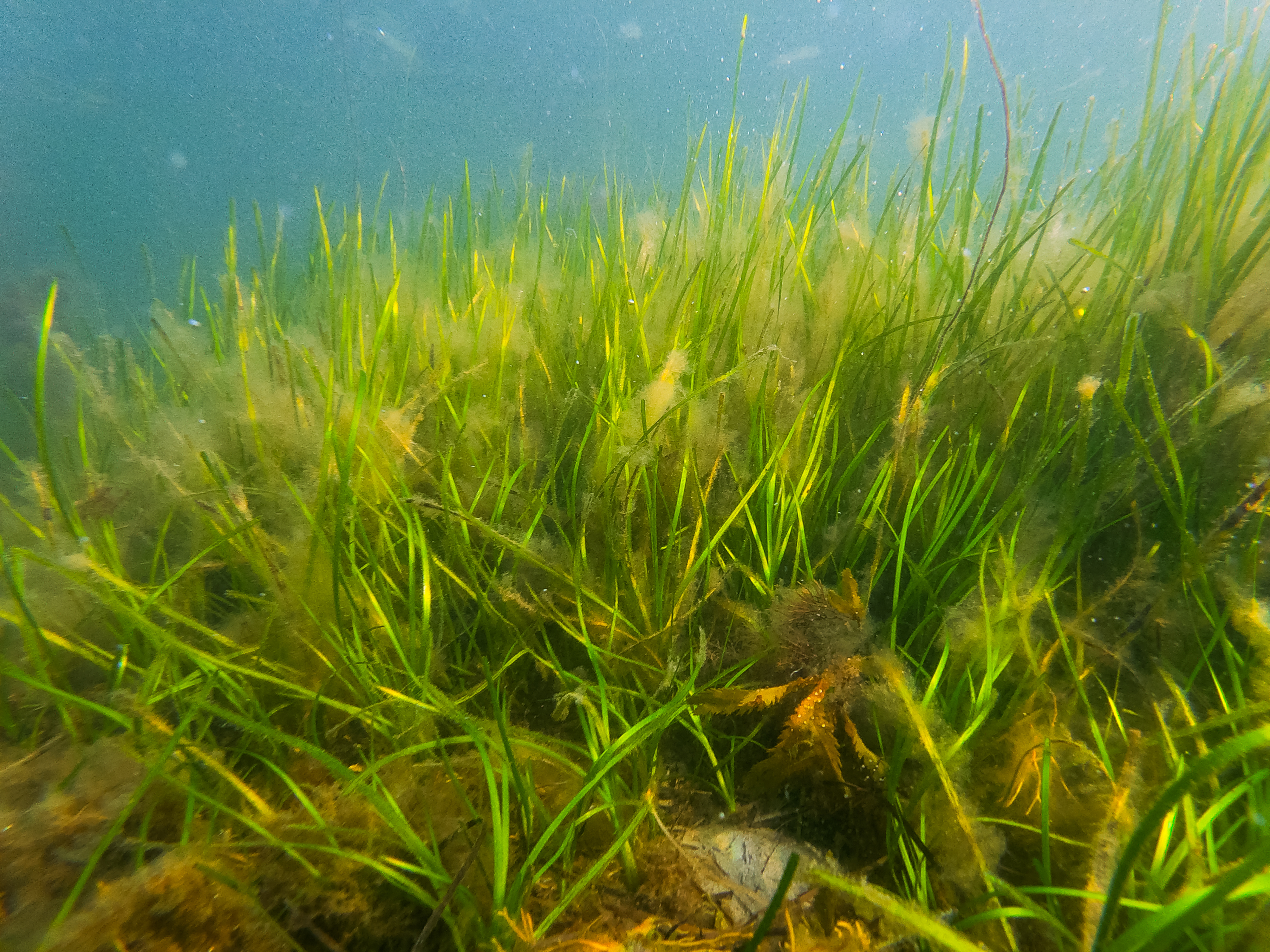 Ålgräsängar har en unik ekologisk roll i svenska hav. De är viktiga livsmiljöer för ett stort antal marina djur och växter, och fungerar som barnkammare åt arter som torsk och strandkrabba. Foto: Natalie Greppi