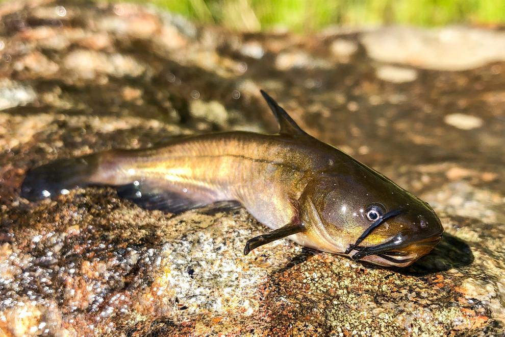 Fisk på sten.