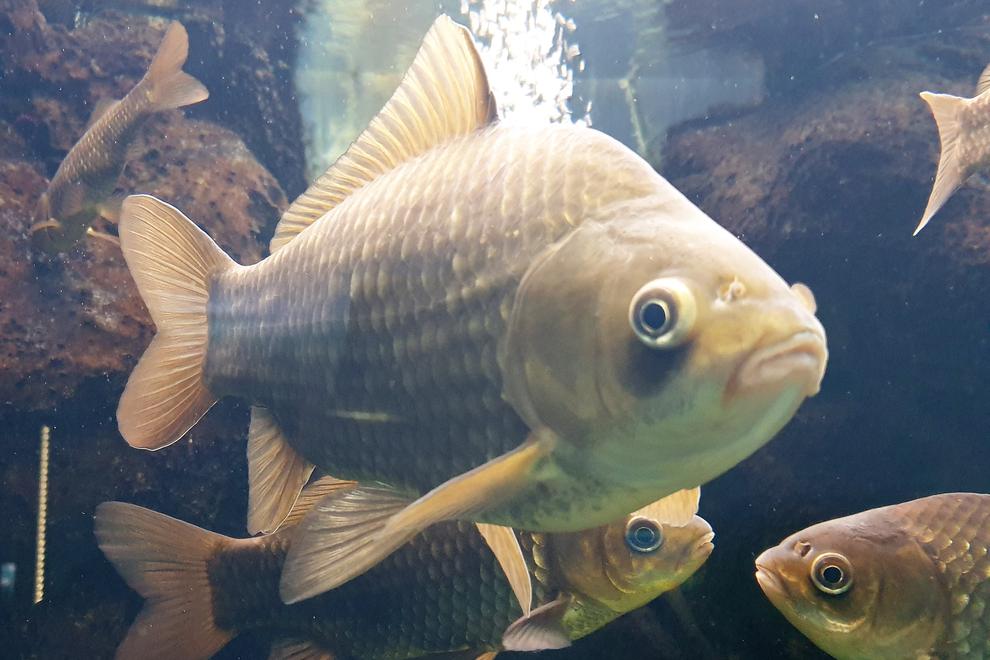 Fisk i akvarium.
