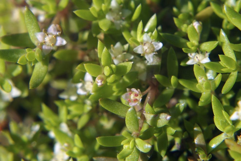 Grön växt med vita blommor.