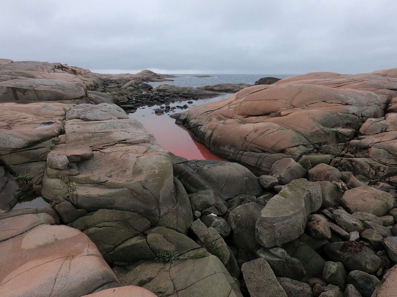 Klippor på västkusten med röda vattenpölar - mareld.