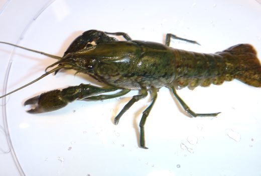 marbled crayfish