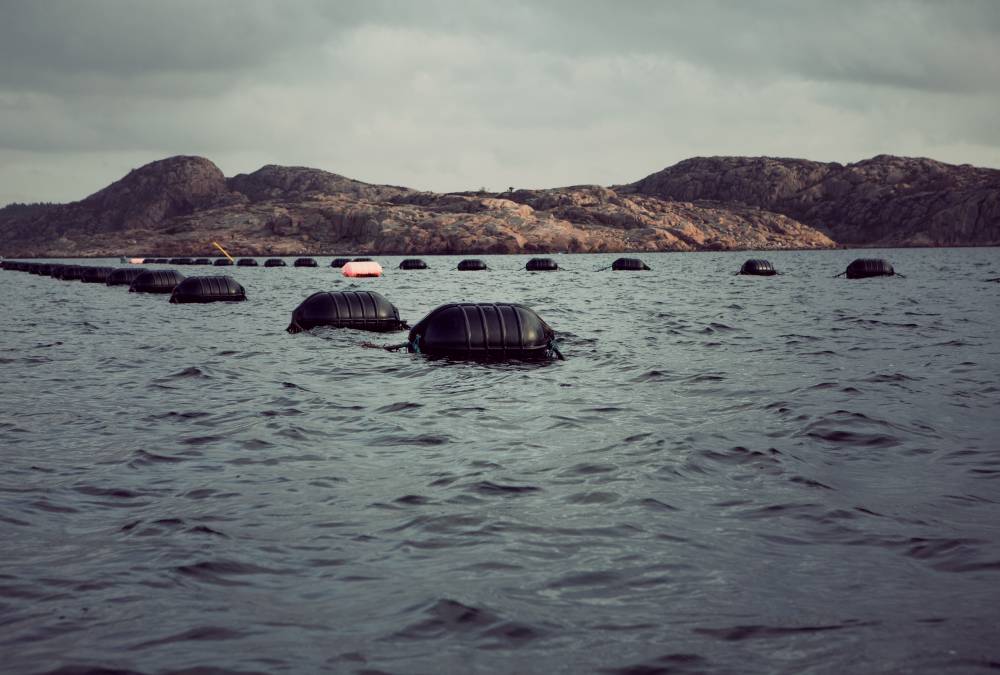 Mussel farming.