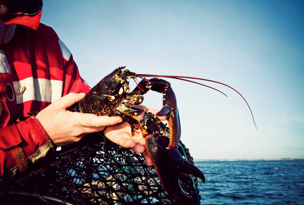 Hummer (Homarus gammarus) lever på 10–30 meters djup på klippbotten eller algbevuxna steniga bottnar. Foto: Maja Kristin Nylander