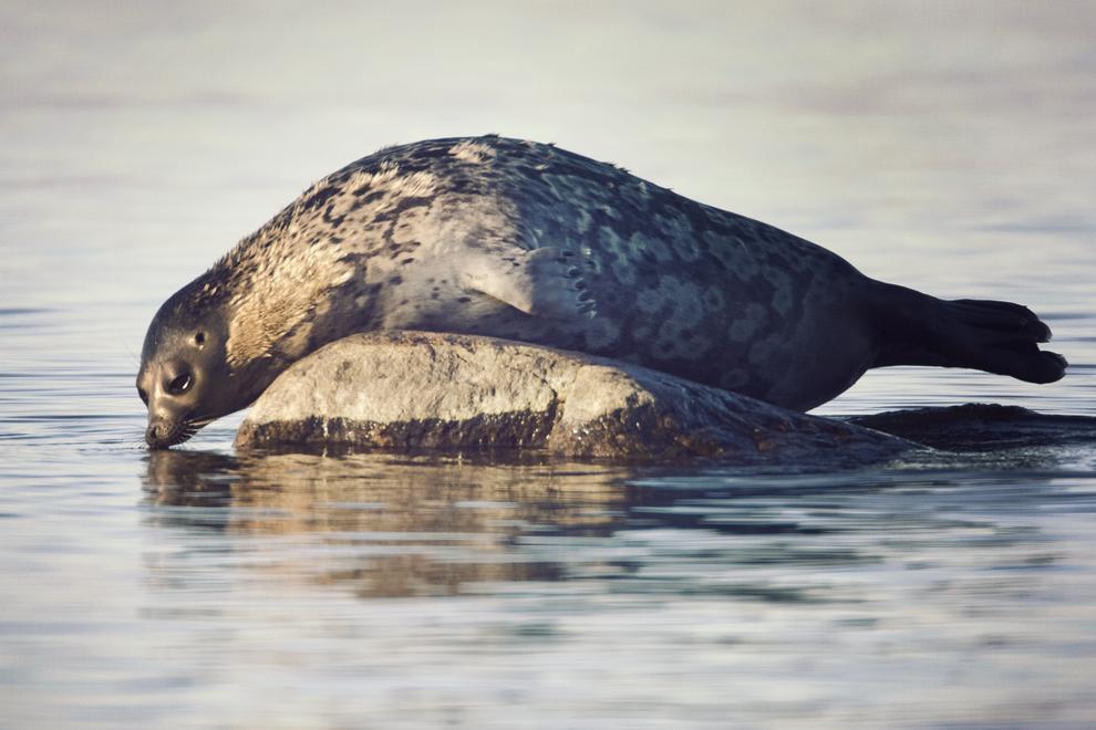 En vikaresäl ligger på en sten som sticker upp ovanför vattenytan. Sälen doppar sin nos i vattenytan.