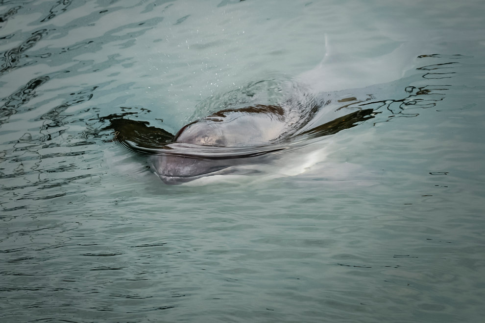 Höga bullernivåer under vattnet påverkar tumlarnas möjligheter att söka föda. Foto: Susanne Viker/HaV