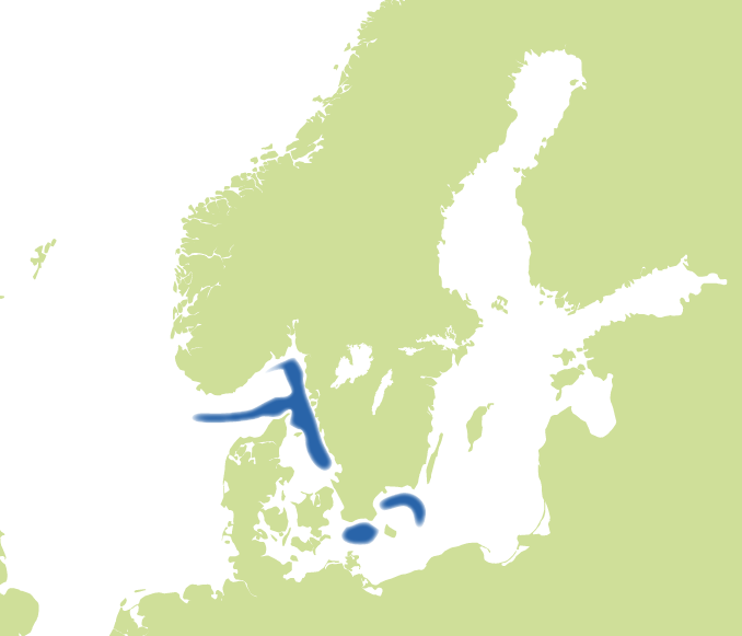 Fångstområde för vitling. Illustration, karta.