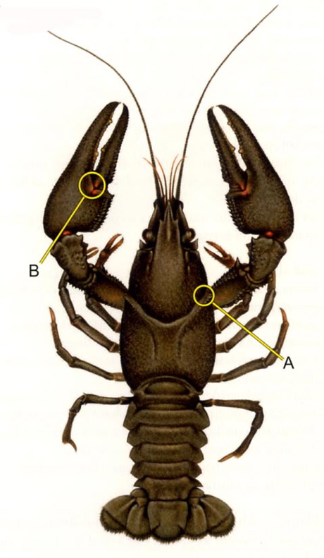 Flodkräfta, hane. Illustration