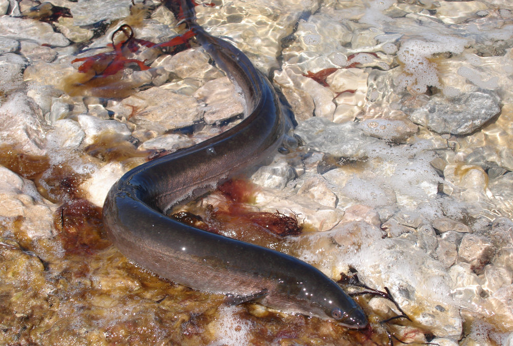 illustration för migrerande fisk - ål