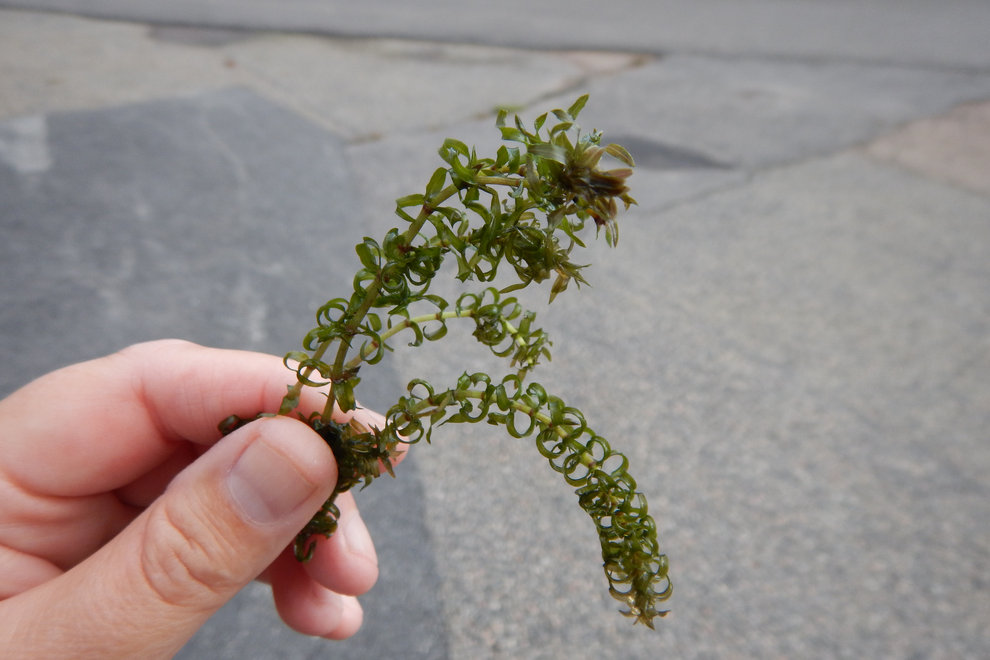 Vattenpest växer snabbt och kan bilda täta bestånd. En tät massa av vattenpest tar plats och hindrar solljuset att tränga ned i vattnet. Foto: Susanne Eriksson/HaV