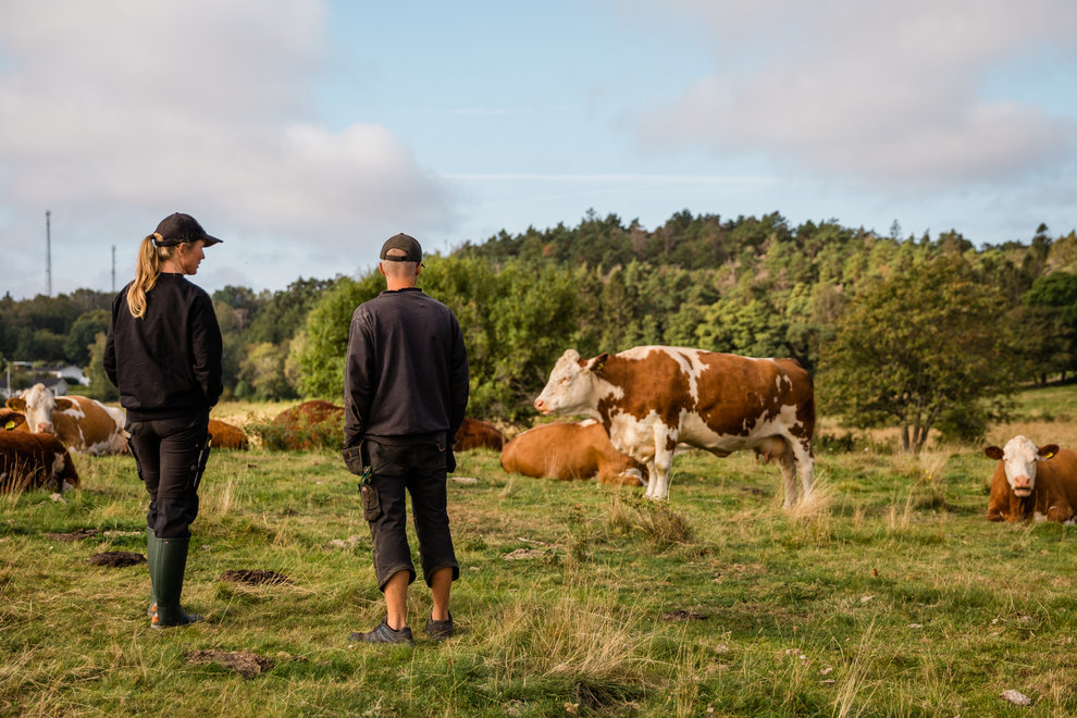 Kossor och jordbrukare. Foto: Natalie Greppi