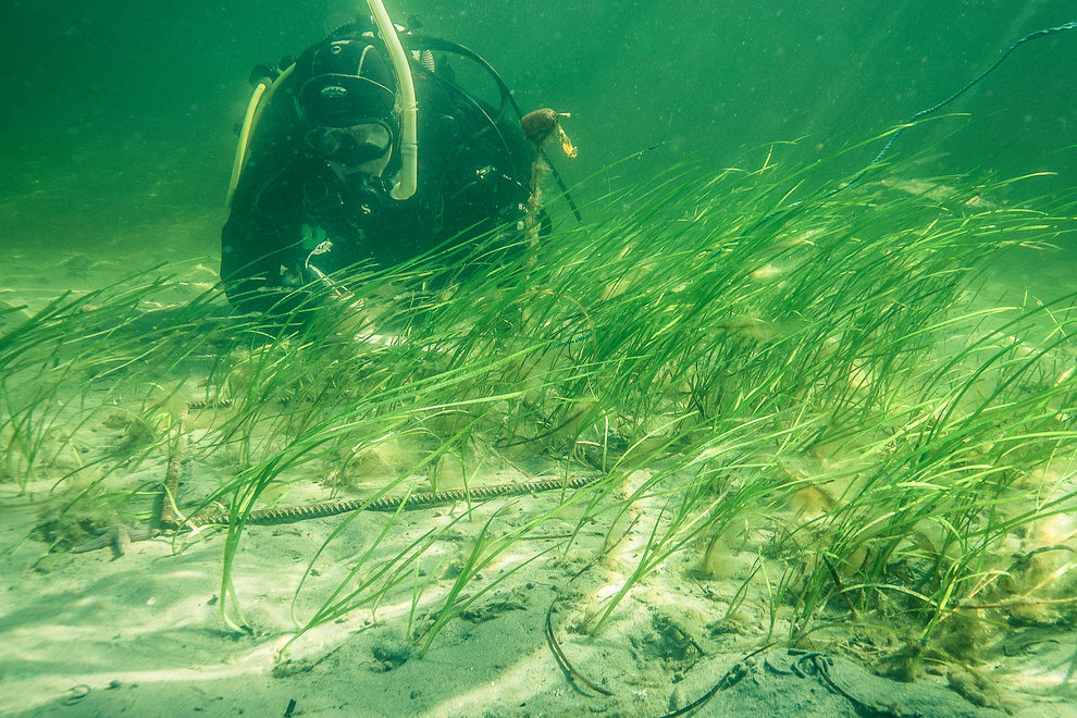 Dykare räknar antal ålgräsplantor (Zostera marina) ett år efter plantering. Gullmarsfjorden, Sverige.